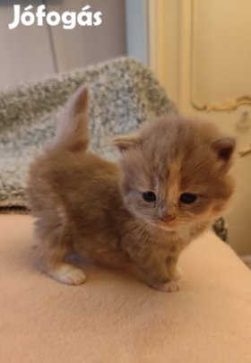 Törzskönyvezett Hosszú szőrű brit kislány