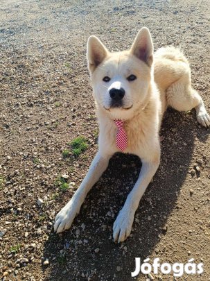 Törzskönyvezett Japán akita kan kutya
