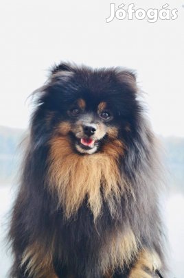 Törzskönyvezett Kiss spitz fedez