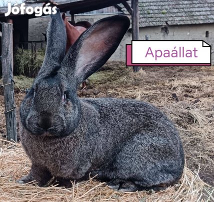 Törzskönyvezett Német Óriás kisnyúl