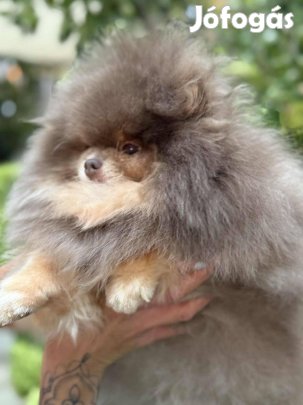 Törzskönyvezett Pomerániai Lilac & Tan felnőtt szuka eladó