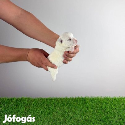 Törzskönyvezett West Highland White terrier kutyus