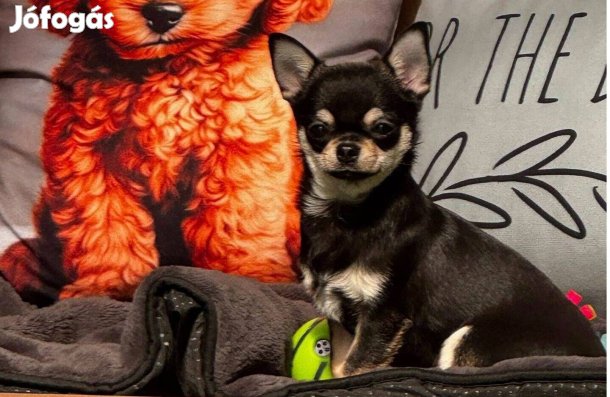 Törzskönyvezett csivava fiú eladó Hope of Villafarm Kennel