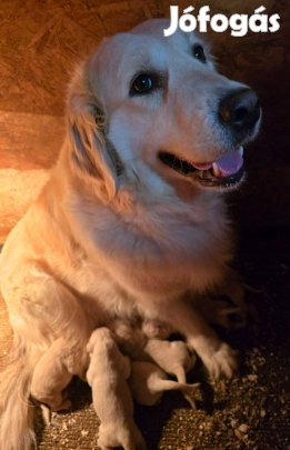 Törzskönyvezett golden retriever kölykök foglalózhatók