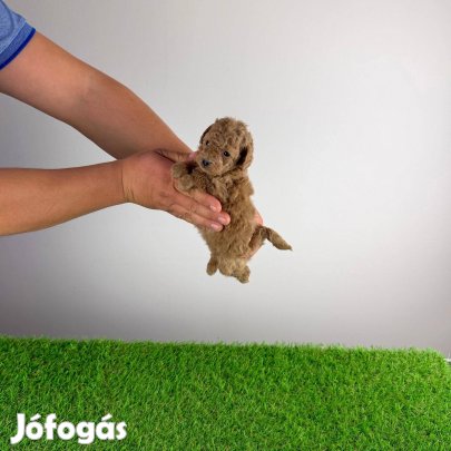 Törzskönyvezett kan Toy uszkár kiskutya