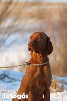 Törzskönyvezett magyar viszla szuka