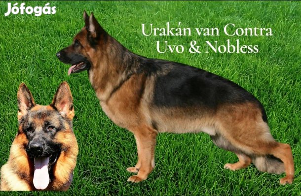 Törzskönyvezett német juhász kölykök foglalózhatók