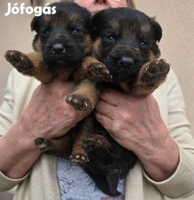 Törzskönyvezett német juhász kölykök foglalózhatók