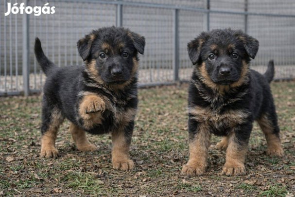 Törzskönyvezett német juhászkutya kölykök eladók