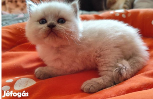 Törzskönyvezett ragdoll kandúr