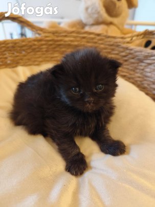 Törzskönyvezett skót hosszú szőrű fiú