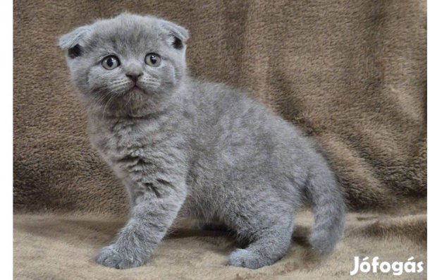 Törzskönyvezett skót lógófülű kék kandúr kiscica !