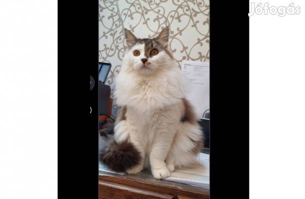 Törzskönyvezett szibériai kiscica eladó