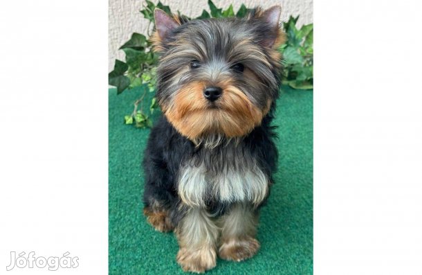 Törzskönyvezett szülőktől Mini Yorki, yorkshire terrier kan kiskutyaa!