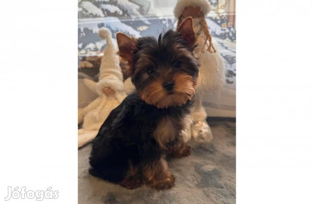 Törzskönyvezett szülőktől Mini Yorki, yorkshire terrier kan kiskutyaa!