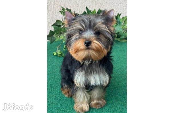Törzskönyvezett szülőktől gyönyörű yorkshire terrier kan kiskutya!