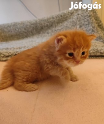 Törzskönyvezett vörös hosszú szőrű brit fiú