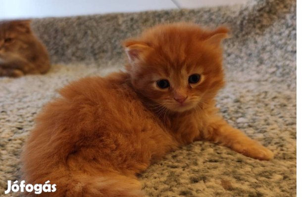 Törzskönyvezett vörös hosszú szőrű brit fiú