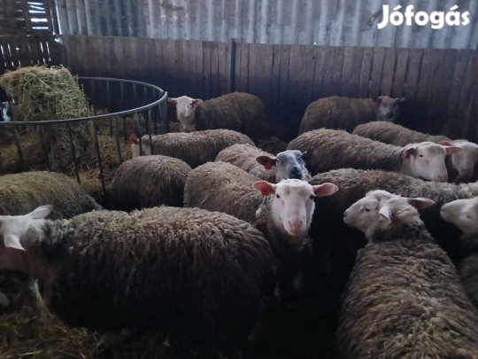 Törzstenyészetből berrichon du cher törzskönyves kosok eladók