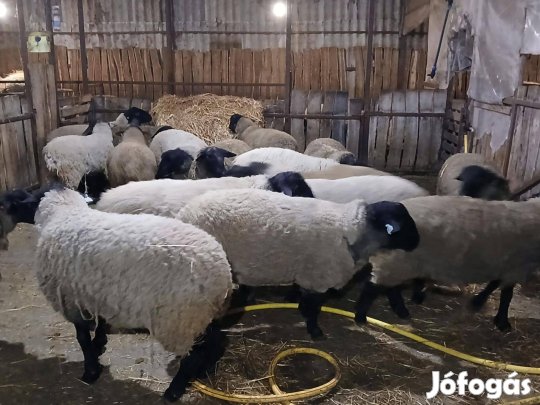 Törzstenyészetből suffolk kos eladó