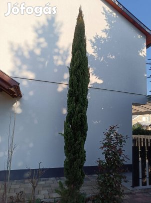 Totem Ciprus - Olasz Ciprus növények eladók!