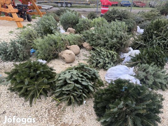 Töves Gyökeres fenyő eladó