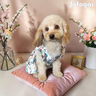 Toy- Törpe uszkár kislány gazdiját várja