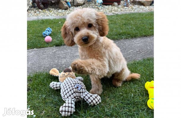 Toy - Törpe uszkár csodás kisfiú gazdiját keresi