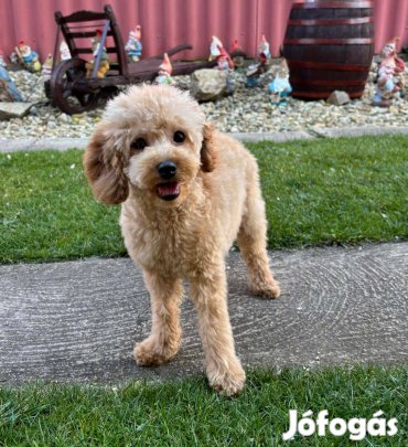 Toy - Törpe uszkár csodás kisfiú gazdiját keresi