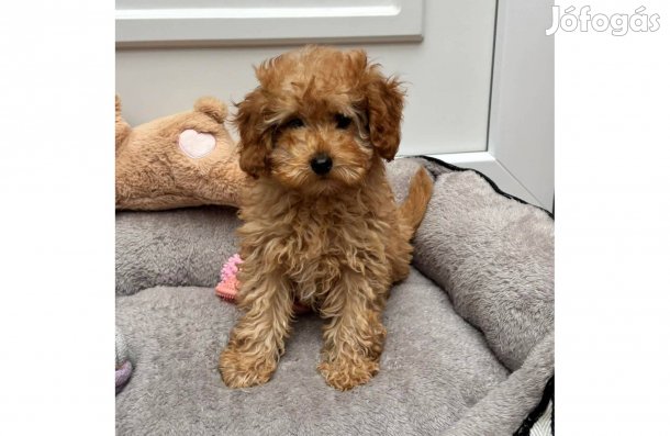 Toy apától és Törpe anyától uszkár kisfiú várja szerető családját