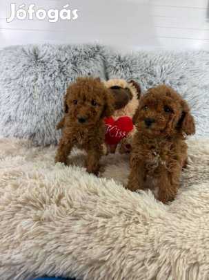 Toy és Törpe Uszkár kiskutyák