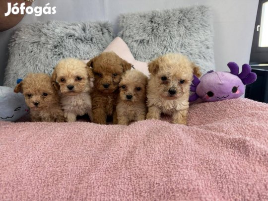 Toy és Törpe Uszkárok