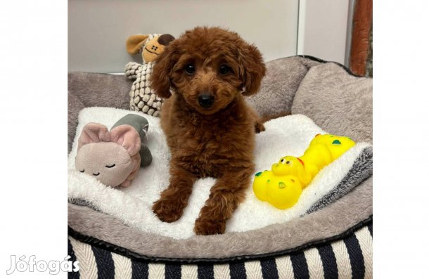 Toy méretű gyönyörű uszkár kisfiú gazdiját keresi