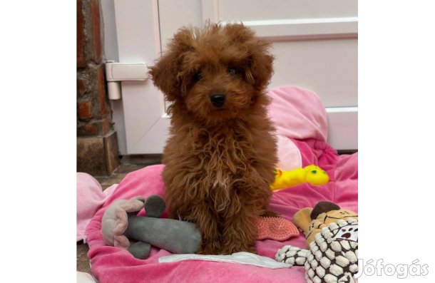 Toy méretű uszkár kisfiú 3 oltással keresi szerető gazdiját