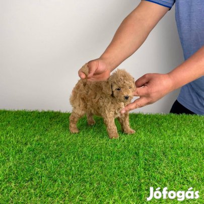 Toy uszkár Poodle kutyus törzskönyvvel