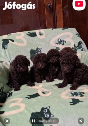 Toy uszkár jellegű kiskutyák csoki színben