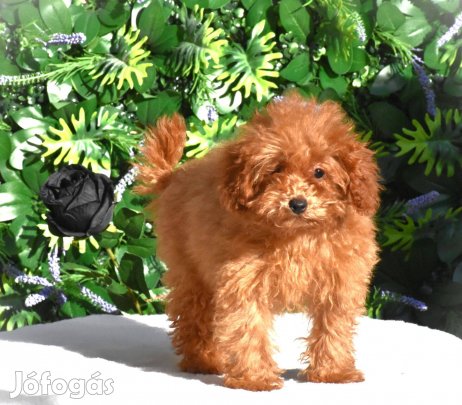 Toy uszkár kiskutyák