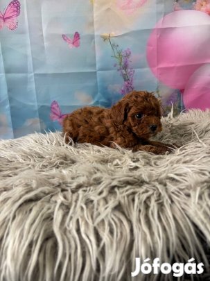 Toy uszkár kiskutyák fajtatiszta jellegű