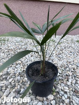 Trachycarpus Fortunei - Kínai Kenderpálma