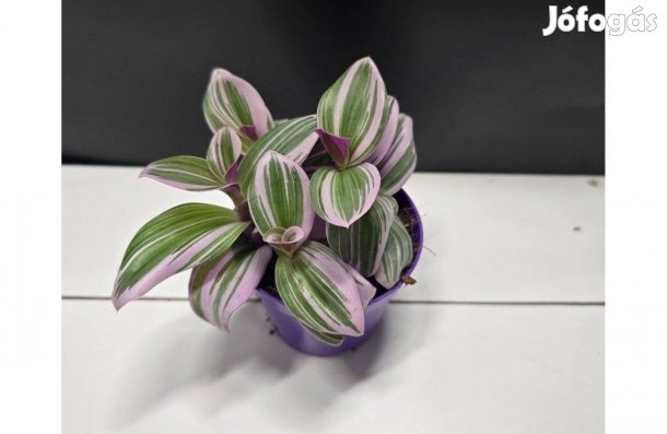 Tradescantia albiflora Nanouk