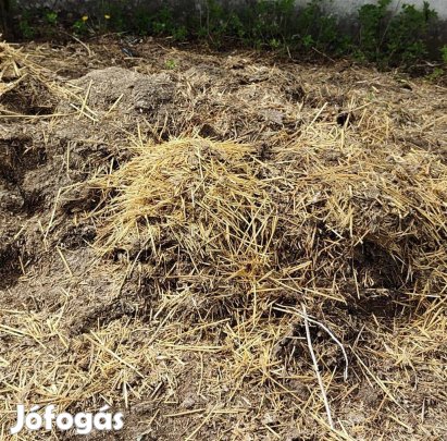 Trágya ingyen elvihető