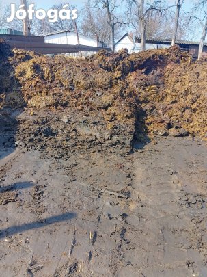 Trágya ló és marha!