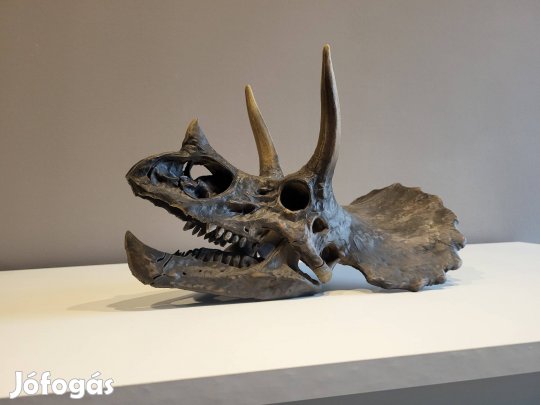 Triceratops koponya