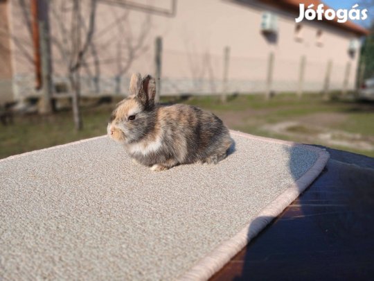 Tricolor Színes "holland" Törpenyúl /nyúl