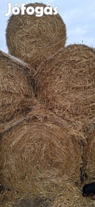 Tririkale es buza szalma