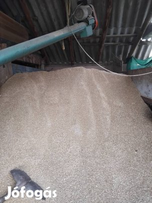 Tritikálé 7500ft/mázsa! Kunszentmiklós 