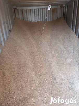 Tritikálé Debrecen mellett 10.000 mázsája