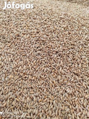 Tritikale eladó