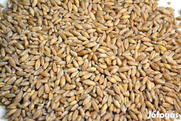 Tritikálé eladó