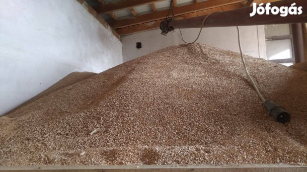 Tritikálé eladó Bokodon